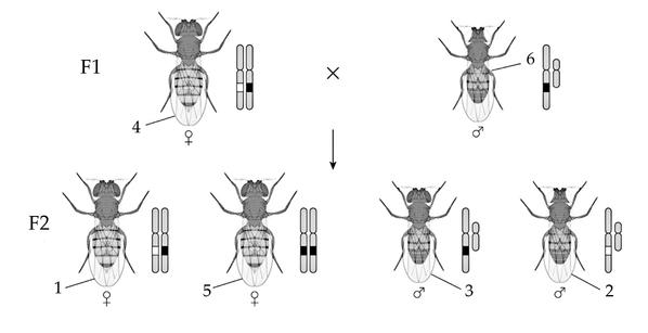 Задача к ЕГЭ по биологии на тему «Генетика» №18
