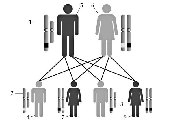 Задача к ЕГЭ по биологии на тему «Генетика» №20