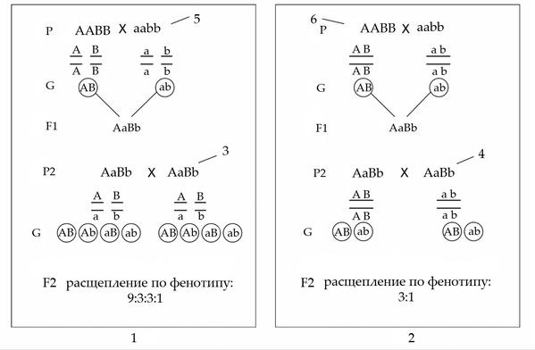 Задача к ЕГЭ по биологии на тему «Генетика» №21
