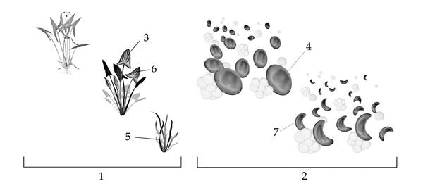 Задача к ЕГЭ по биологии на тему «Генетика» №23