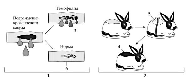 Задача к ЕГЭ по биологии на тему «Генетика» №25