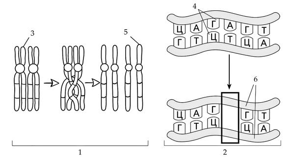 Задача к ЕГЭ по биологии на тему «Генетика» №28