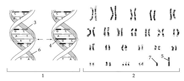 Задача к ЕГЭ по биологии на тему «Генетика» №30