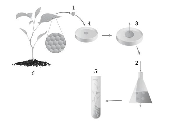 Задача к ЕГЭ по биологии на тему «Селекция, биотехнология» №17