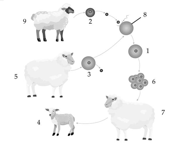 Задача к ЕГЭ по биологии на тему «Селекция, биотехнология» №18