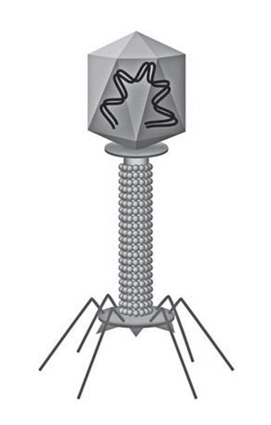 Задача к ЕГЭ по биологии на тему «Бактерии и вирусы» №109