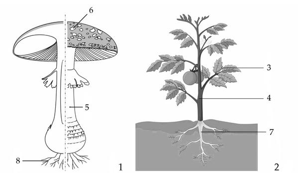 Задача к ЕГЭ по биологии на тему «Грибы и лишайники» №82