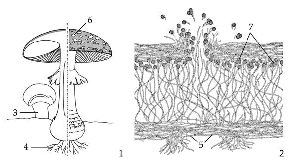 Задача к ЕГЭ по биологии на тему «Грибы и лишайники» №84
