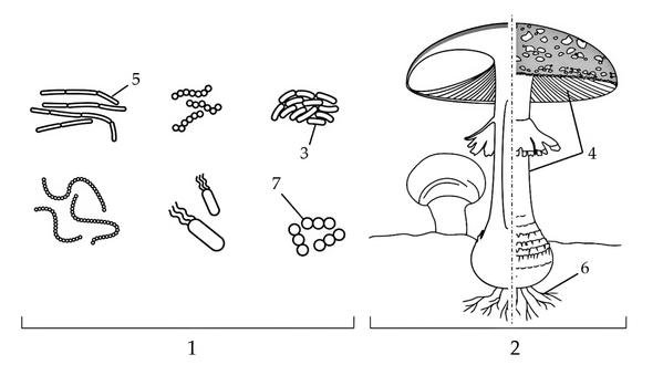 Задача к ЕГЭ по биологии на тему «Грибы и лишайники» №85