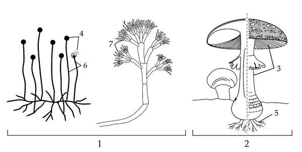 Задача к ЕГЭ по биологии на тему «Грибы и лишайники» №88