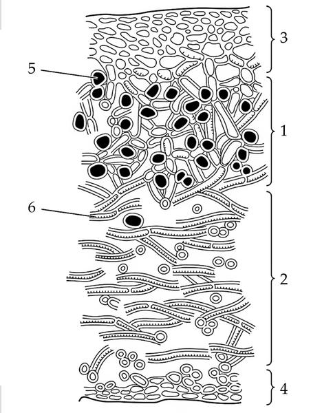 Задача к ЕГЭ по биологии на тему «Грибы и лишайники» №90