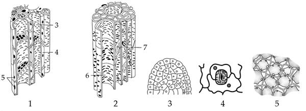 Задача к ЕГЭ по биологии на тему «Ботаника» №677