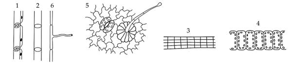 Задача к ЕГЭ по биологии на тему «Ботаника» №683
