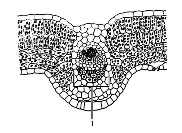 Задача к ЕГЭ по биологии на тему «Ткани» №57