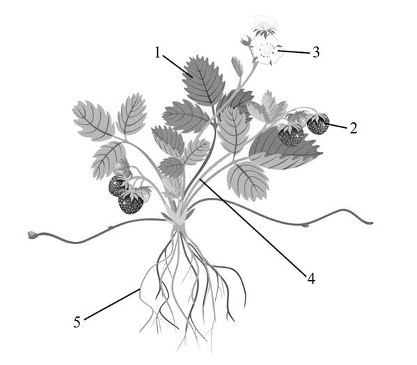 Задача к ЕГЭ по биологии на тему «Ботаника» №691