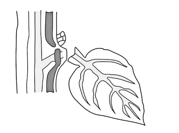 Задача к ЕГЭ по биологии на тему «Вегетативные органы» №8