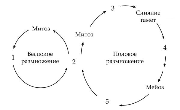 Задача к ЕГЭ по биологии на тему «Жизненные циклы» №12