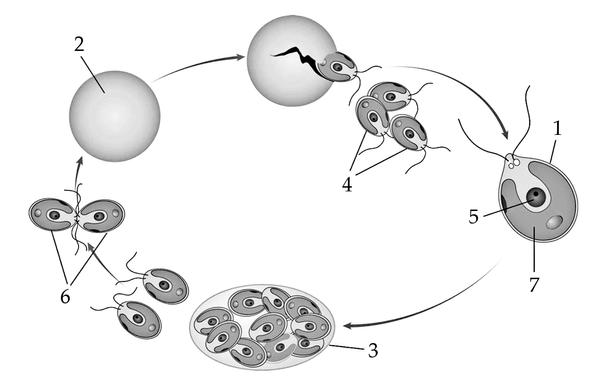 Задача к ЕГЭ по биологии на тему «Жизненные циклы» №15