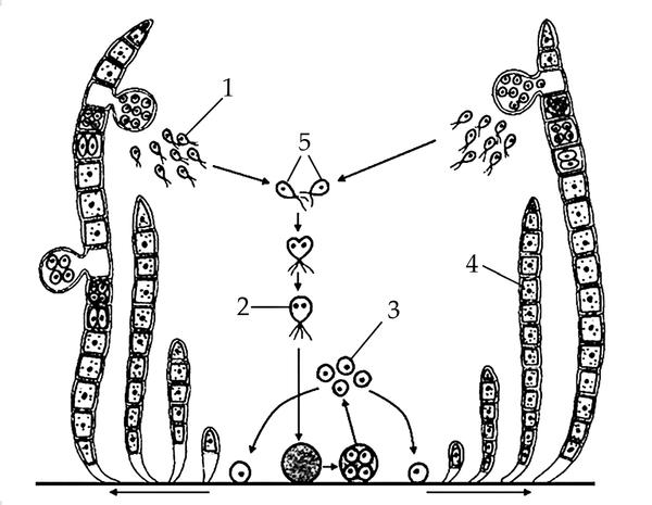 Задача к ЕГЭ по биологии на тему «Жизненные циклы» №17