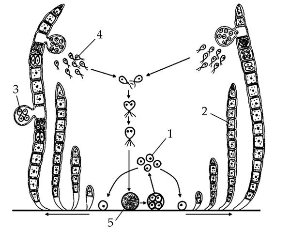 Задача к ЕГЭ по биологии на тему «Жизненные циклы» №19
