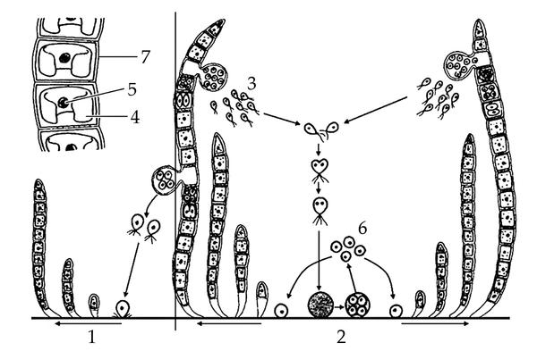 Задача к ЕГЭ по биологии на тему «Жизненные циклы» №21