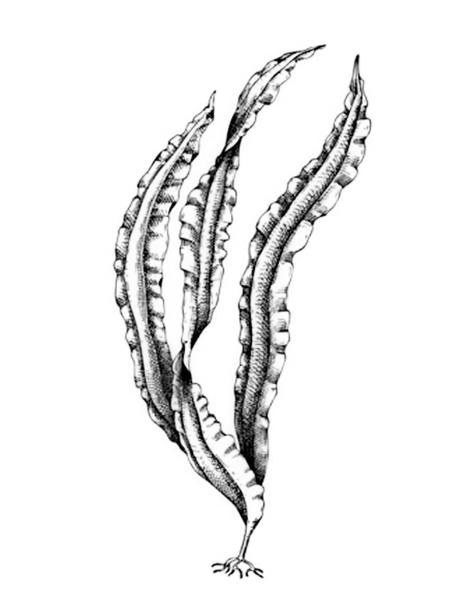 Задача к ЕГЭ по биологии на тему «Водоросли и споровые» №3