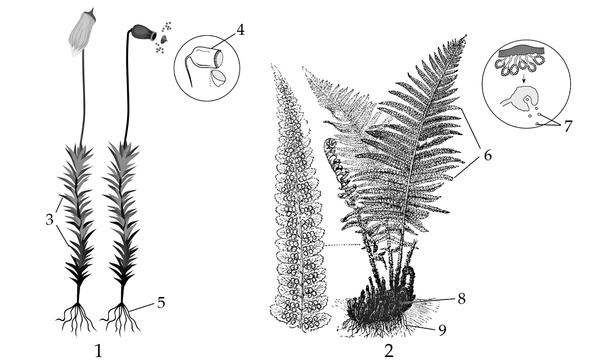 Задача к ЕГЭ по биологии на тему «Ботаника» №706