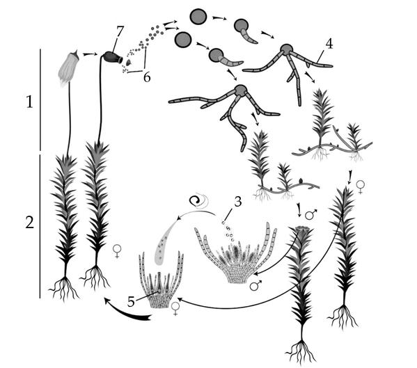 Задача к ЕГЭ по биологии на тему «Жизненные циклы» №24