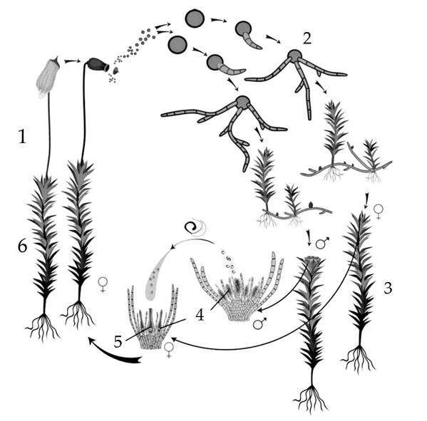Задача к ЕГЭ по биологии на тему «Жизненные циклы» №25