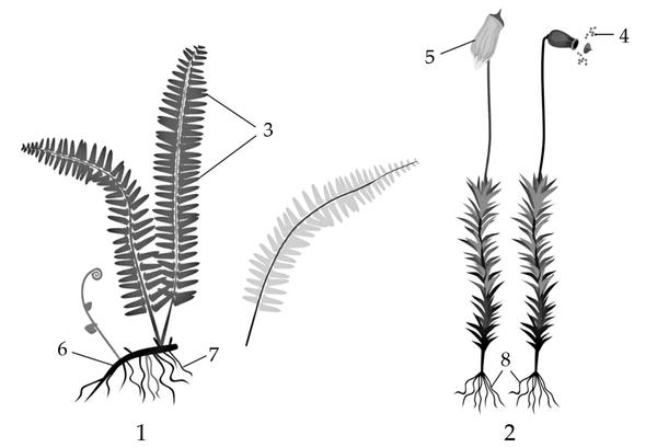 Задача к ЕГЭ по биологии на тему «Ботаника» №714