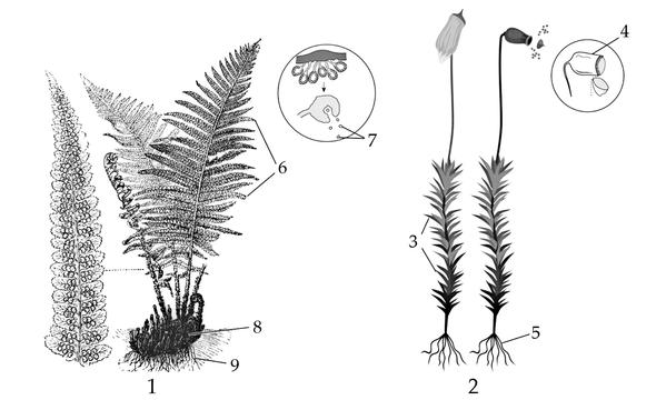 Задача к ЕГЭ по биологии на тему «Ботаника» №716