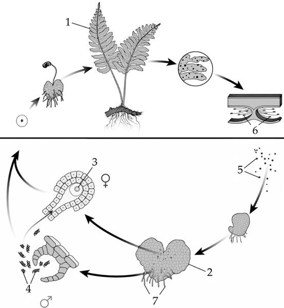 Задача к ЕГЭ по биологии на тему «Жизненные циклы» №27