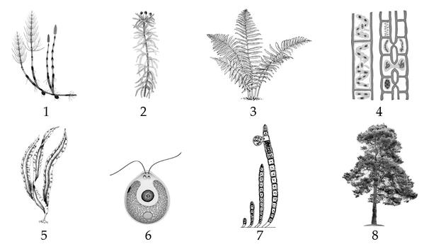 Задача к ЕГЭ по биологии на тему «Ботаника» №719