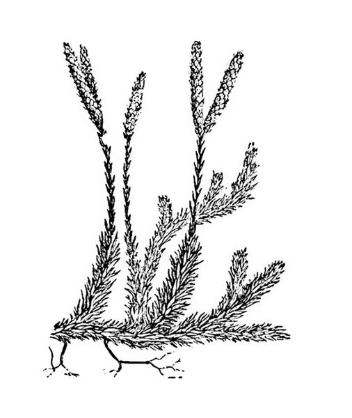 Задача к ЕГЭ по биологии на тему «Водоросли и споровые» №7