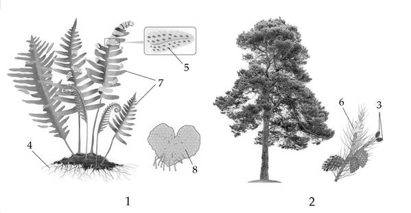 Задача к ЕГЭ по биологии на тему «Ботаника» №723