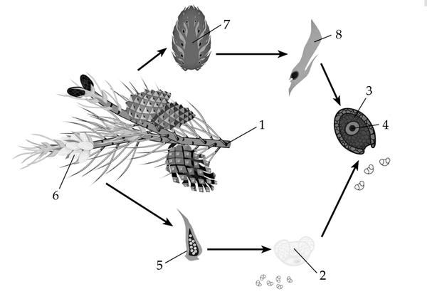 Задача к ЕГЭ по биологии на тему «Жизненные циклы» №29
