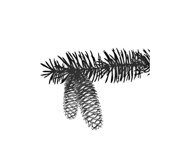 Задача к ЕГЭ по биологии на тему «Голосеменные» №6