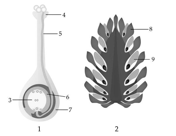 Задача к ЕГЭ по биологии на тему «Ботаника» №725