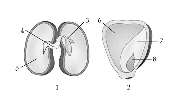 Задача к ЕГЭ по биологии на тему «Ботаника» №728