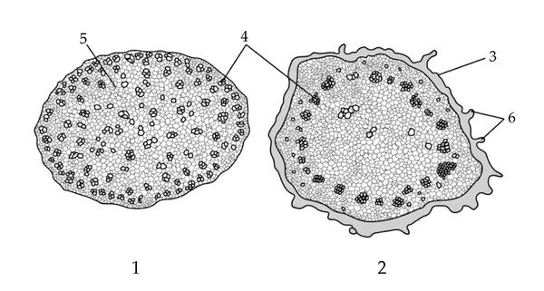 Задача к ЕГЭ по биологии на тему «Ботаника» №730