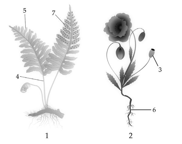 Задача к ЕГЭ по биологии на тему «Ботаника» №731