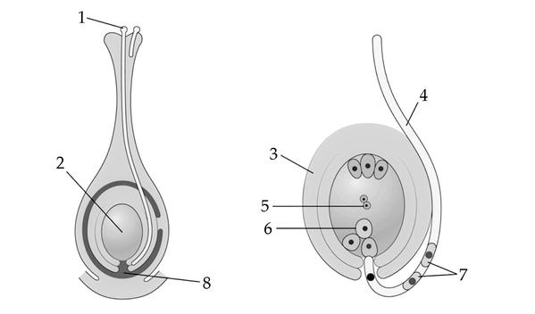 Задача к ЕГЭ по биологии на тему «Ботаника» №733