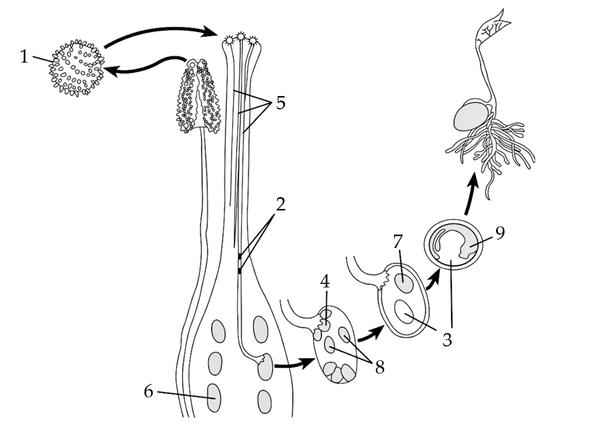 Задача к ЕГЭ по биологии на тему «Ботаника» №735