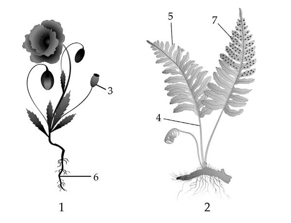 Задача к ЕГЭ по биологии на тему «Ботаника» №738