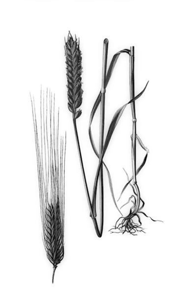Задача к ЕГЭ по биологии на тему «Покрытосеменные» №45