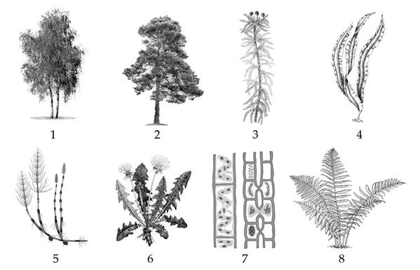 Задача к ЕГЭ по биологии на тему «Ботаника» №740