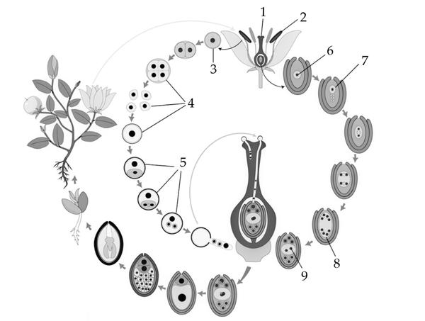 Задача к ЕГЭ по биологии на тему «Жизненные циклы» №32