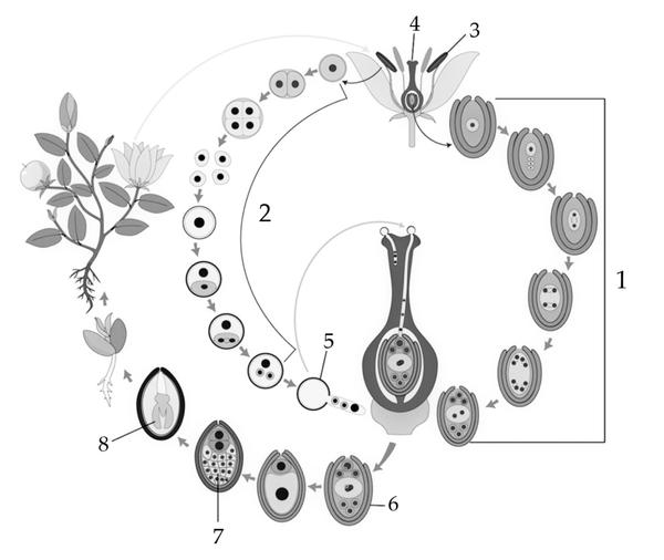 Задача к ЕГЭ по биологии на тему «Жизненные циклы» №33