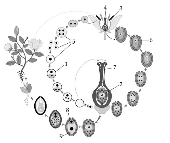 Задача к ЕГЭ по биологии на тему «Жизненные циклы» №36