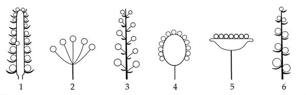 Задача к ЕГЭ по биологии на тему «Ботаника» №741